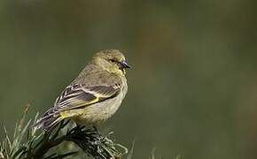 Hooded Siskin