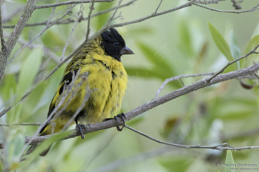 Hooded Siskin male adult