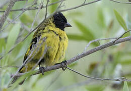 Hooded Siskin