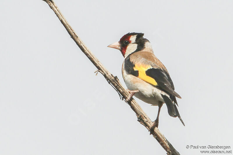 Chardonneret élégantadulte