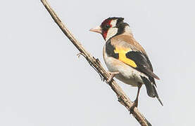 European Goldfinch