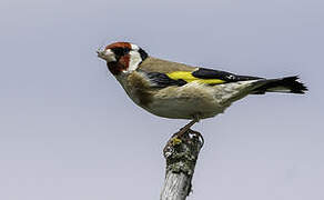 European Goldfinch