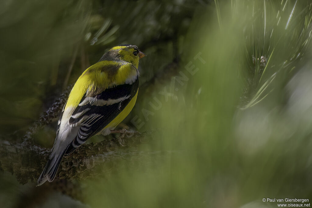 Chardonneret jaune mâle immature