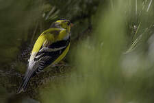 Chardonneret jaune