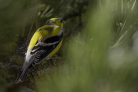 Chardonneret jaune