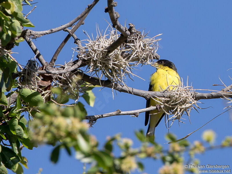 Lesser Goldfinch