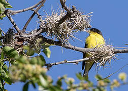 Lesser Goldfinch