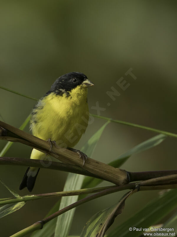 Lesser Goldfinch male adult