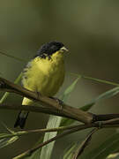 Lesser Goldfinch