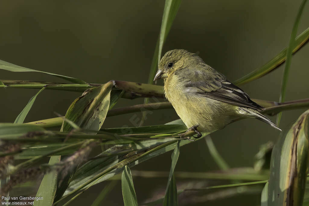 Lesser Goldfinch female adult, identification