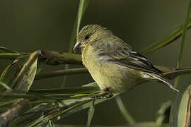 Lesser Goldfinch