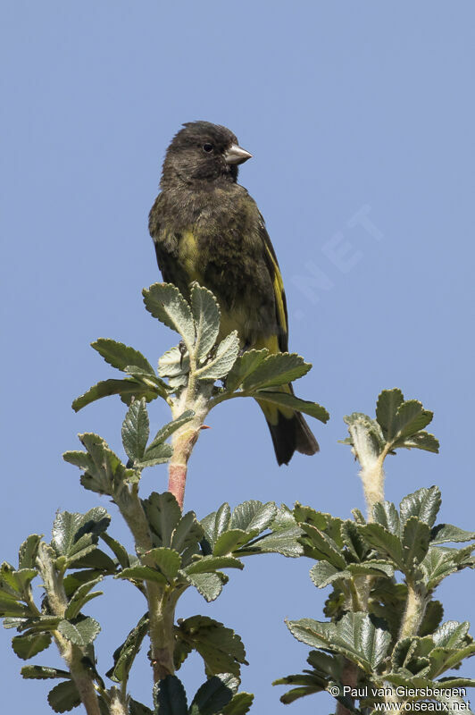 Black Siskin male adult