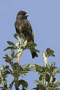 Black Siskin