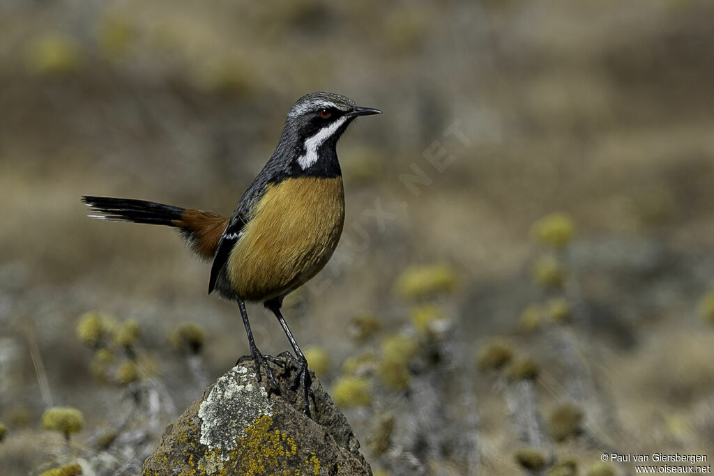 Drakensberg Rockjumper male adult