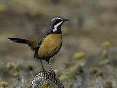 Drakensberg Rockjumper