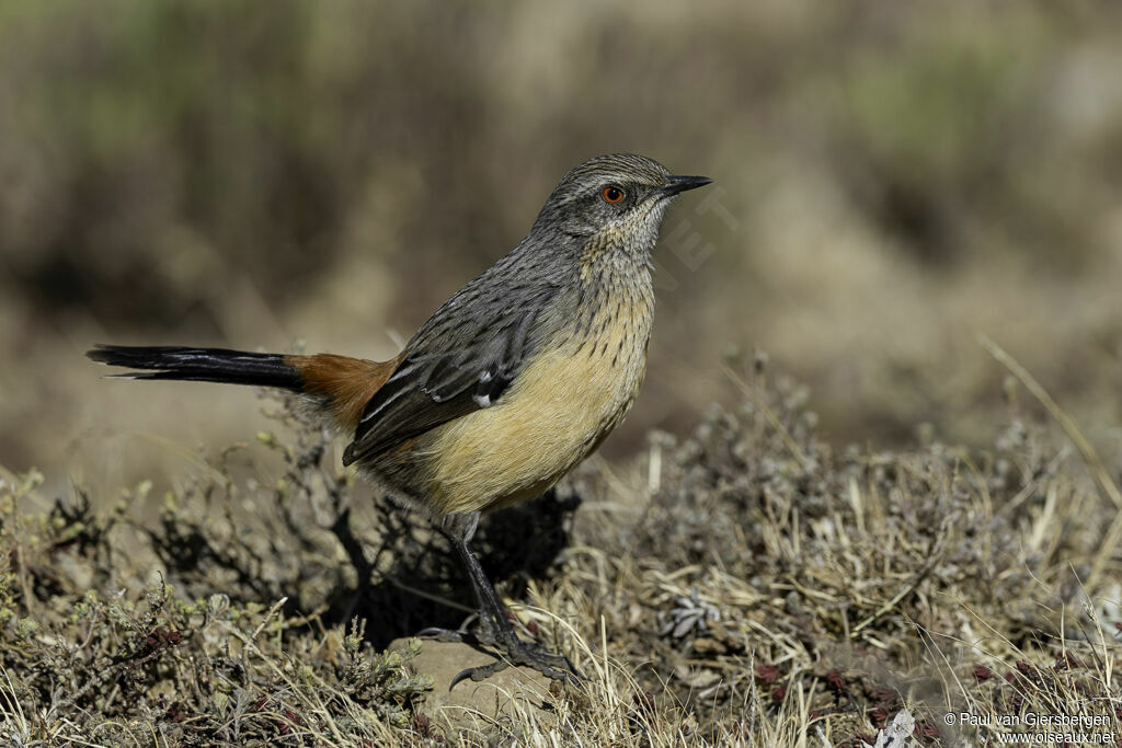 Drakensberg Rockjumper female adult