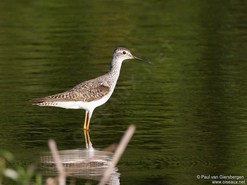 Lesser Yellowlegs