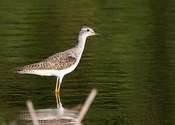 Lesser Yellowlegs