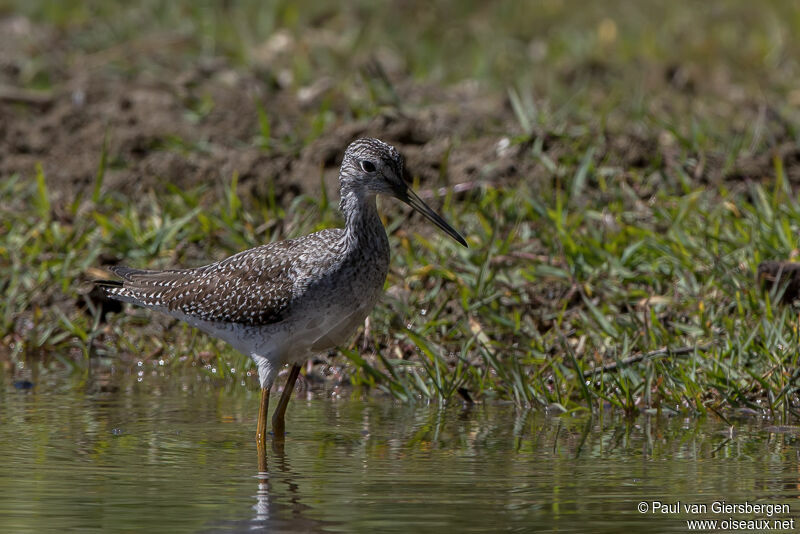 Lesser Yellowlegs