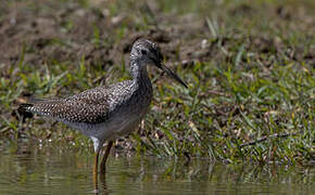 Lesser Yellowlegs