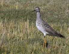 Lesser Yellowlegs