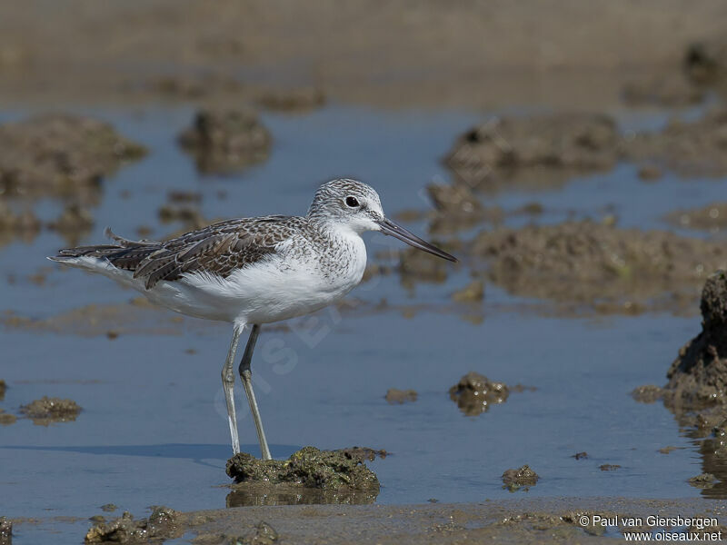 Common Greenshank