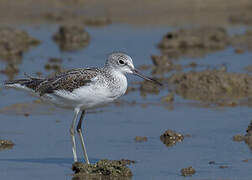 Common Greenshank