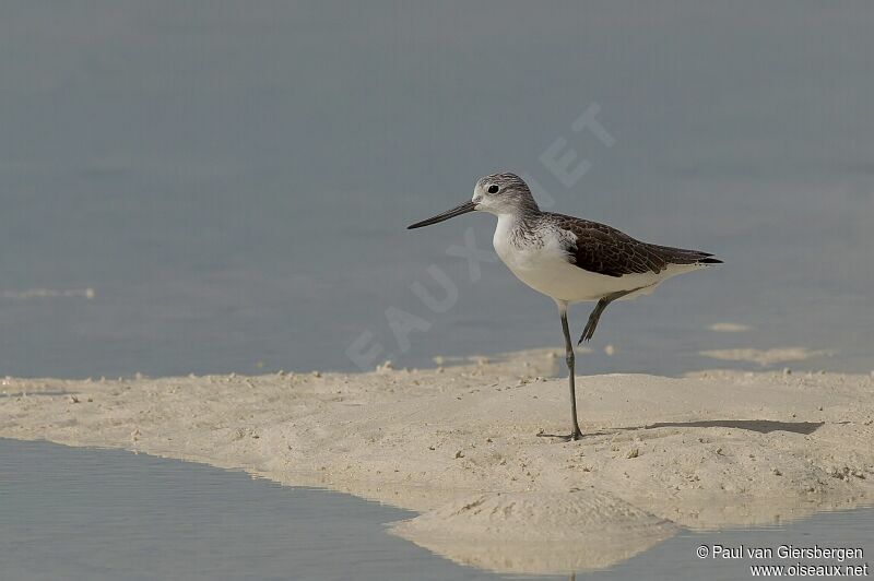 Common Greenshank