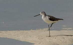 Common Greenshank