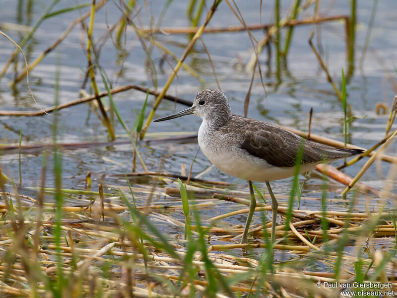 Common Greenshank