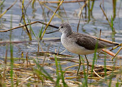 Common Greenshank