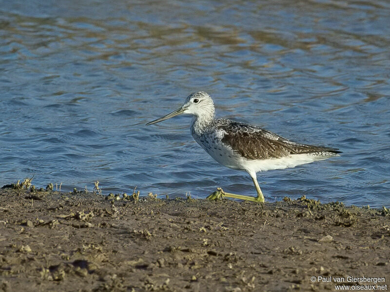 Common Greenshank