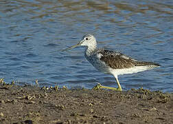 Common Greenshank