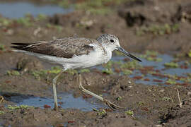 Common Greenshank