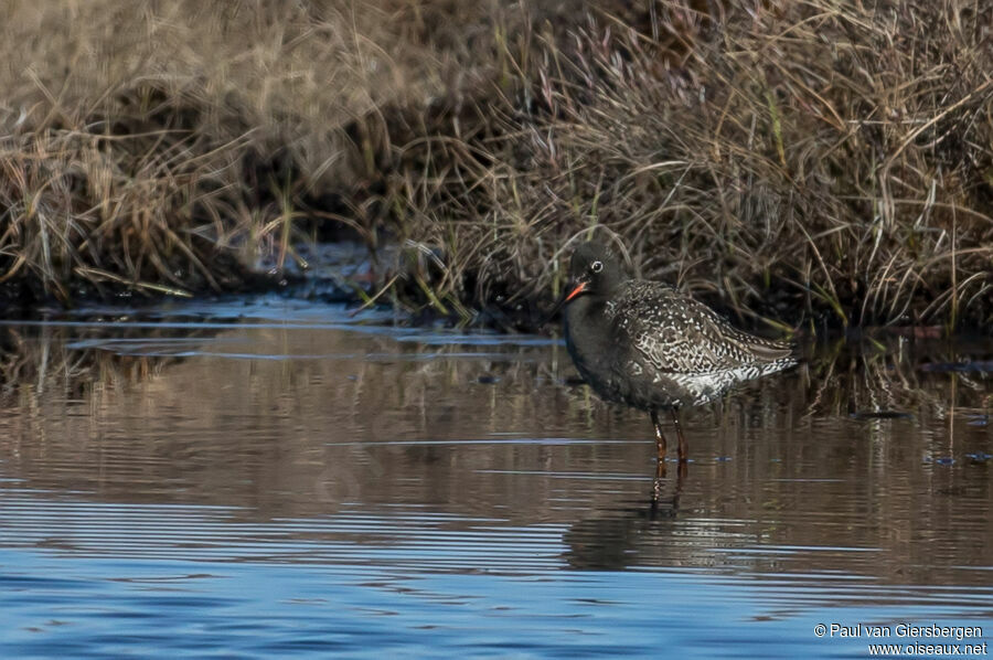 Spotted Redshankadult breeding