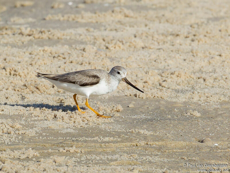 Terek Sandpiper