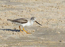 Terek Sandpiper