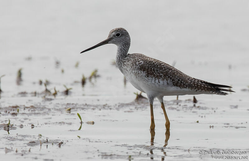 Greater Yellowlegs