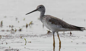 Greater Yellowlegs