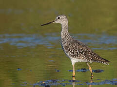 Greater Yellowlegs