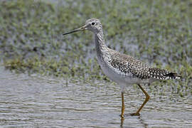 Greater Yellowlegs