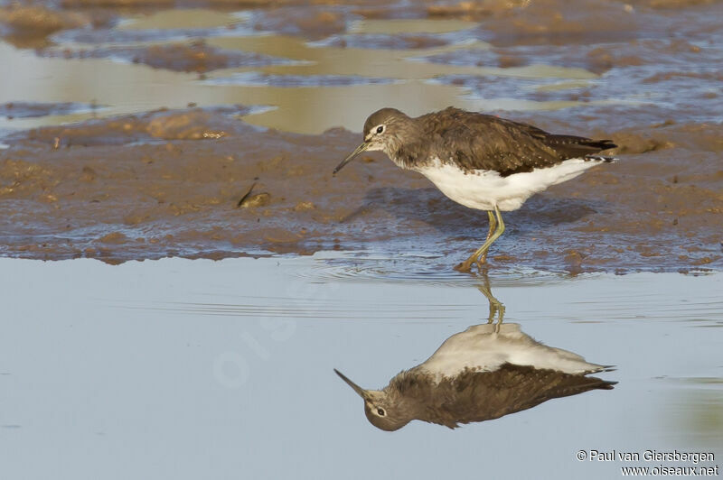 Green Sandpiper