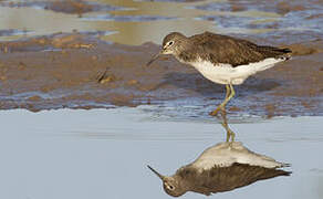 Green Sandpiper