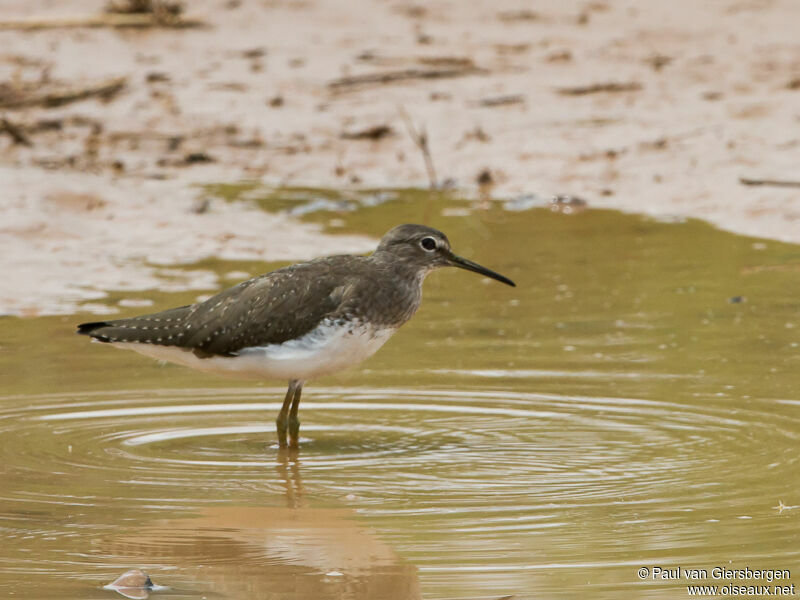 Green Sandpiper