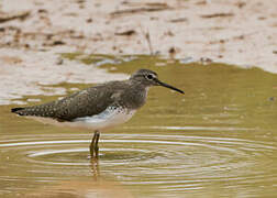 Green Sandpiper