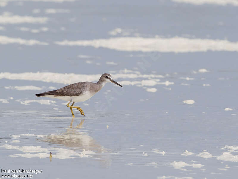 Grey-tailed Tattleradult post breeding, habitat, Behaviour