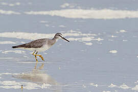 Grey-tailed Tattler