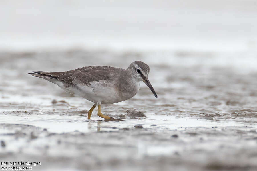 Chevalier de Sibérieadulte internuptial, habitat, pigmentation, pêche/chasse