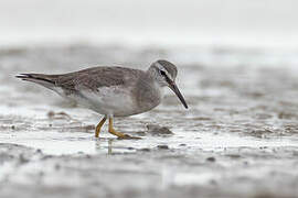 Grey-tailed Tattler