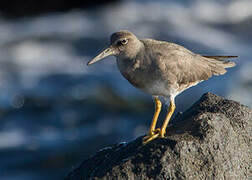 Wandering Tattler